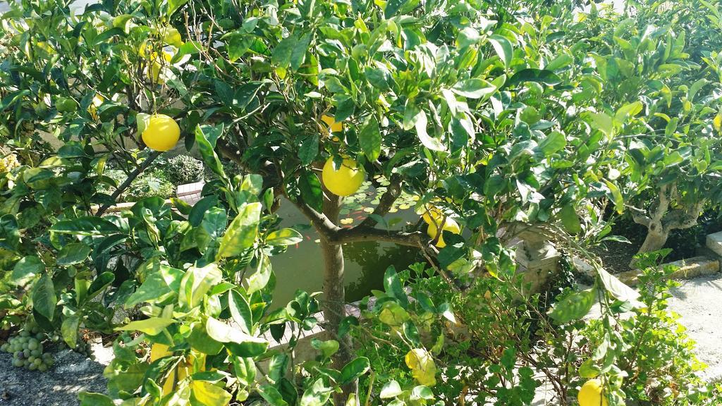 Sole E Fiori Di Sicilia Appartement Valderice Buitenkant foto