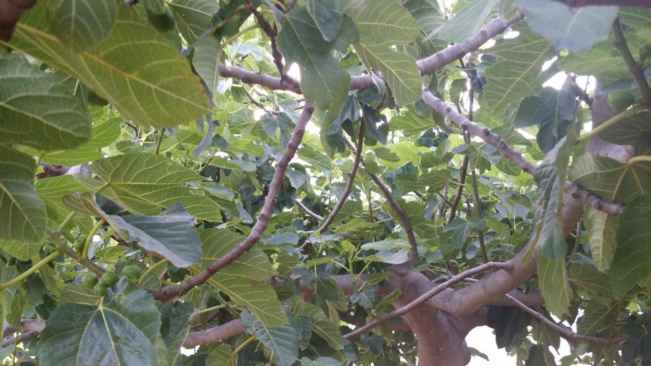 Sole E Fiori Di Sicilia Appartement Valderice Buitenkant foto